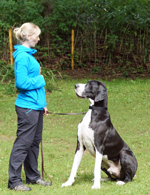 DD Schmetterling klein