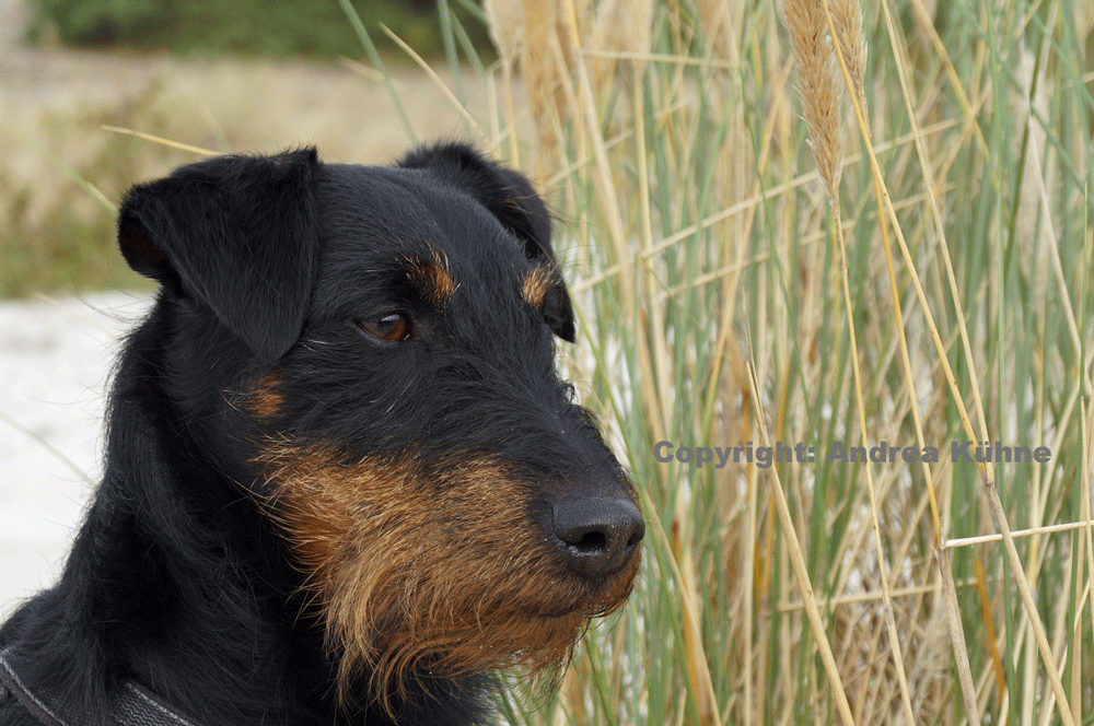 Pikus-MV Strand portrait schnitt