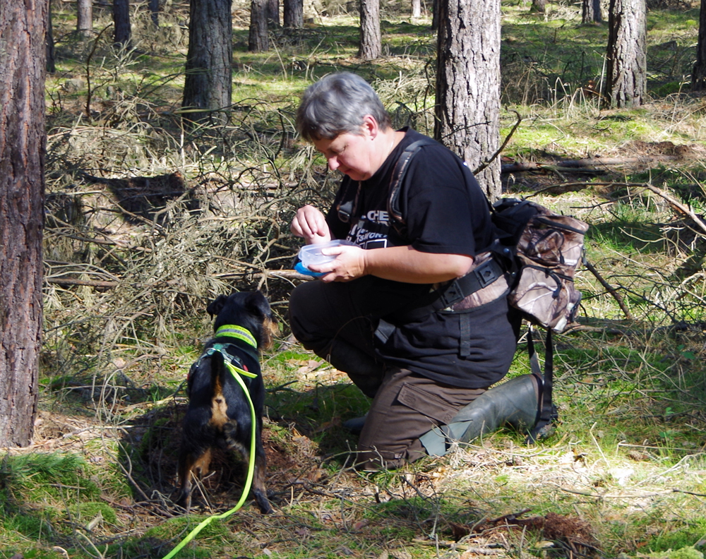 Pikus Schweißfährte Intensivtraining 2017