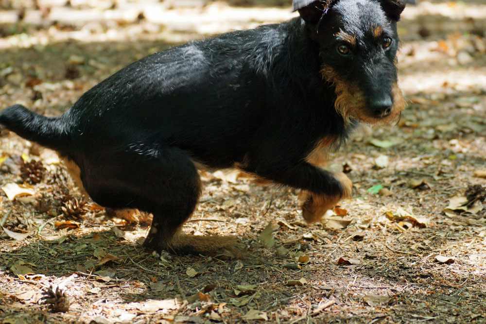Pikus - schnelle Wendung Foto:Andrea Kühne Pikus drehend